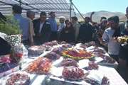 گیلاس و آلبالو