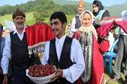 برداشت توت فرنگی
