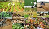 جشنواره‌های کشاورزی